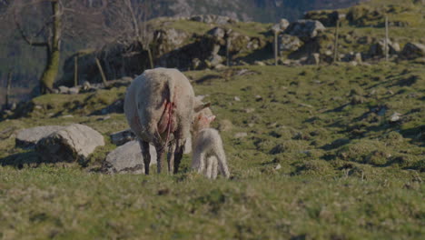 two cute newborn lambs being nurtured by their mom