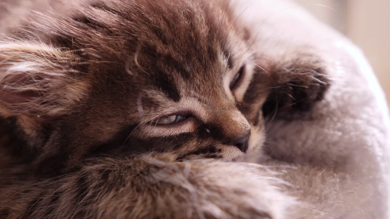 Gattino tigrato piccolo, carino e minuscolo che si addormenta tranquillamente