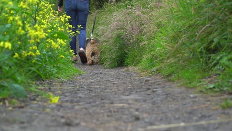 Dog-walking-away-with-woman-owner-in-jeans-and-flip-flops-along-country-path