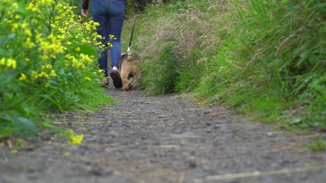 dog walking away with woman owner in jeans and flip flops along country path