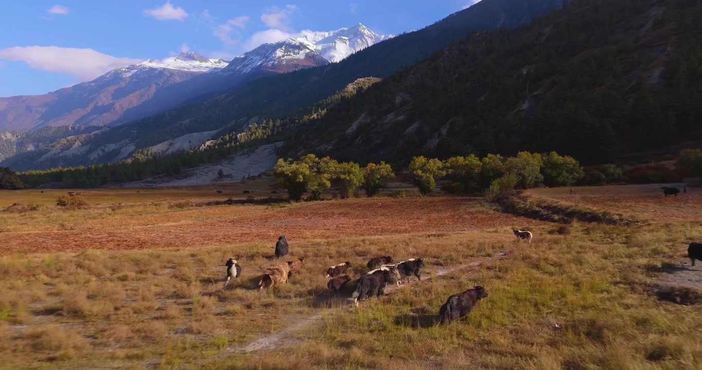 Circuito dell'Annapurna, Manang, Nepal, ripresa aerea in planata di una mandria di yak himalayani che pascolano e si muovono attraverso una valle di montagna ad alta quota sotto cime innevate.