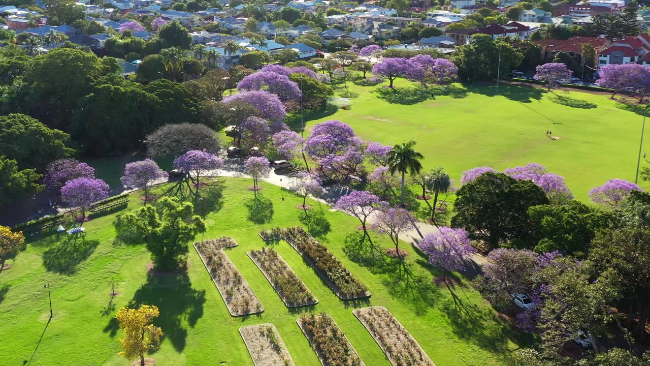 도시의 녹지, 자카란다 보라색 꽃이 만발한 봄 시즌 동안 도심 교외의 새로운 농장 공원의 조감도, 화창한 날 잔디밭을 캡처하는 패닝 샷