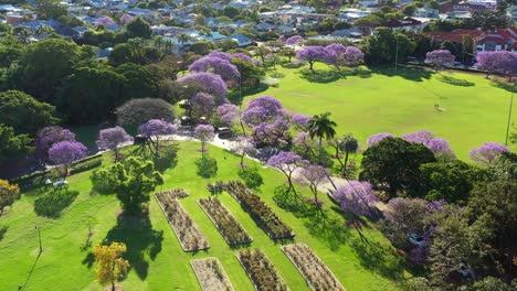 panning shot capturing urban greenery, birds eye view of inner city suburb new farm park during spring season with blooming jacaranda purple flowering tress, and grassy field on a sunny day