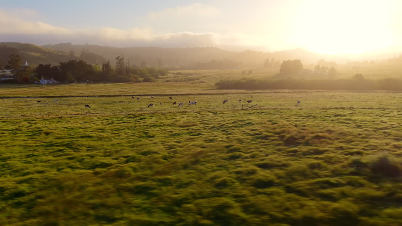 Milchkühe weiden auf einem Feld in Kaliforniens Central Valley – schneller, kreisender Luftbildflug aus geringer Höhe mit Parallax-Effekt bei Sonnenuntergang oder Sonnenaufgang.