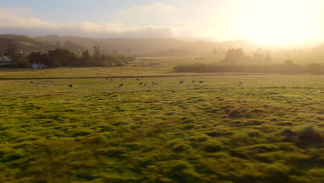 dairy cows grazing in a field in california's central valley - fast low altitude parallax aerial orbit at sunset or sunrise