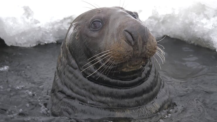 Grey Seal afloat at surface in an ice opening under gentle snowfall - Portrait Close-up shot