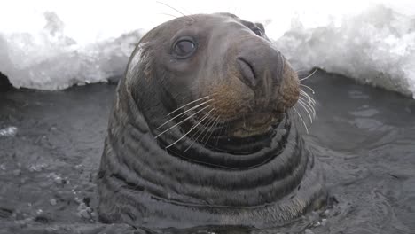 foca gris a flote en la superficie en una abertura de hielo bajo una suave nevada - toma de retrato de primer plano