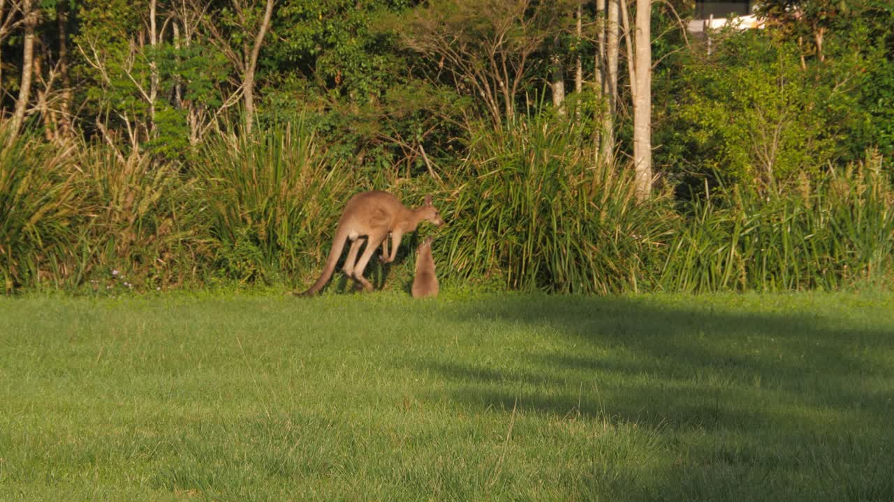 Wild Eastern Grey Kangaroos Hopping - Wide Shot