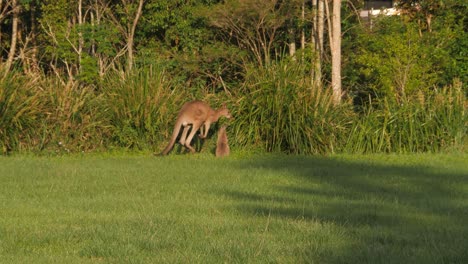 wild eastern grey kangaroos hopping - wide shot
