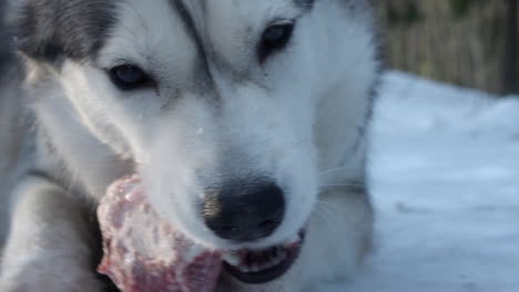 close up: cute face of husky dog chewing on meaty bone, winter outside