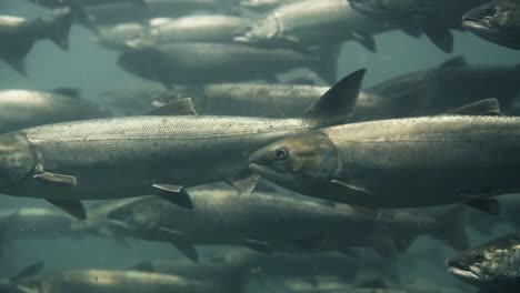 detail of sockeye salmon swimming on a cold water river in canada