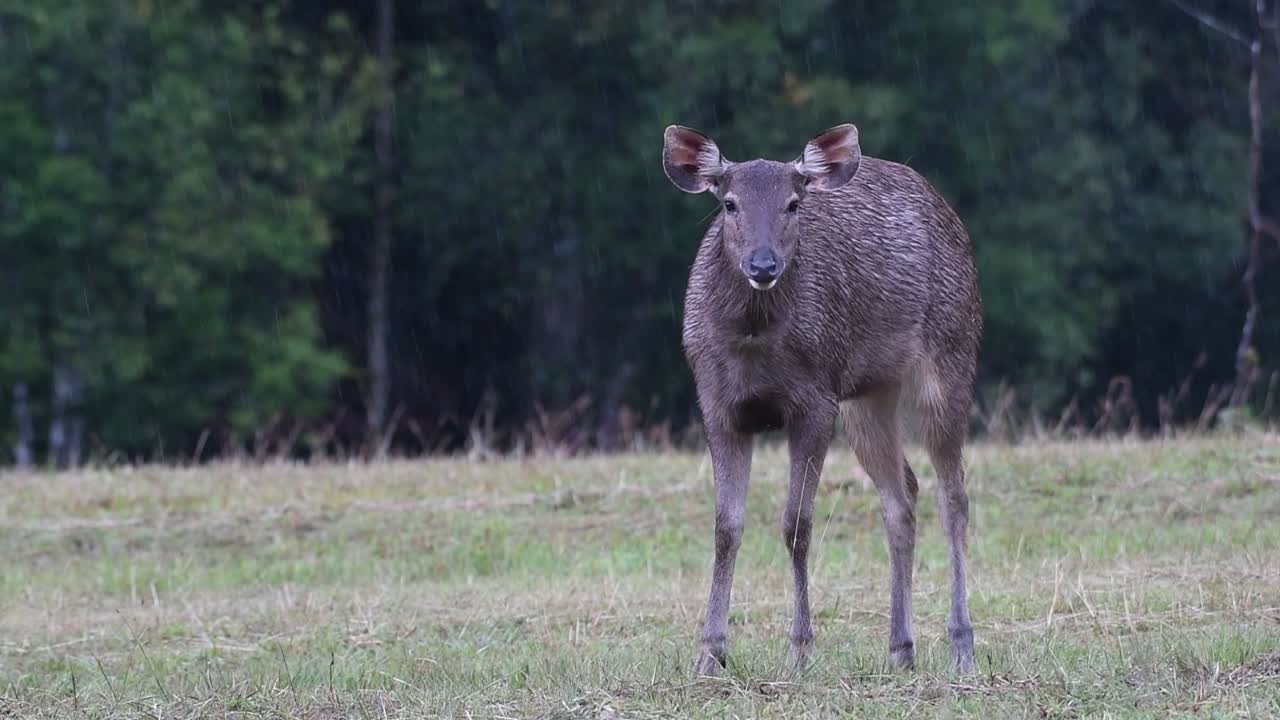 el ciervo sambar es una especie vulnerable debido a la pérdida de hábitat y la caza