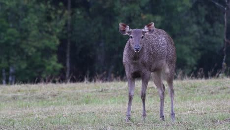 the sambar deer is a vulnerable species due to habitat loss and hunting