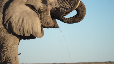 Slow-motion-African-elephant-drinking-at-waterhole,-dry-savannah,-tilt-up