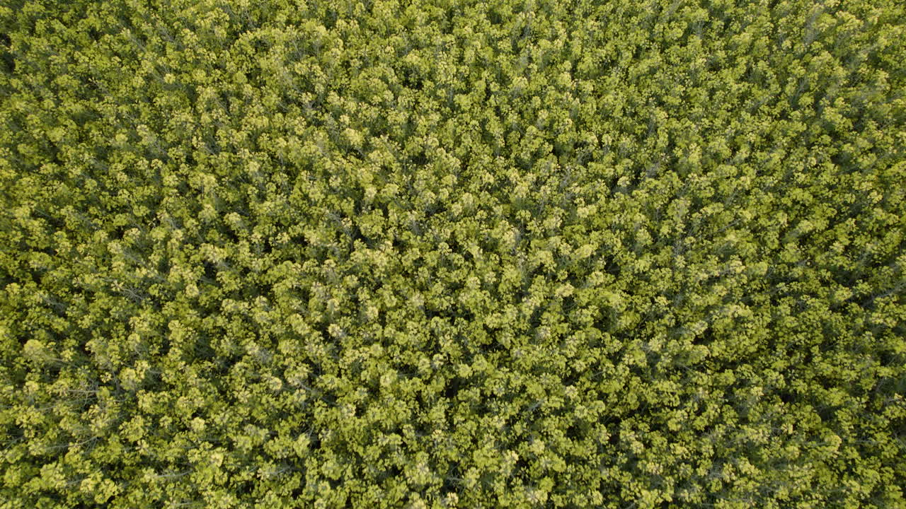 봄철에 꽃이 피는 노란 유채밭의 최고 전망