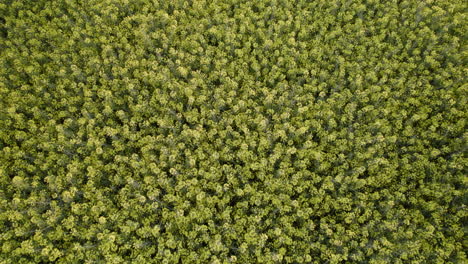 Top-View-Of-Flowering-Yellow-Rapeseed-Field-During-Springtime