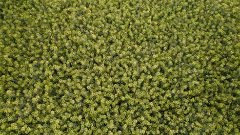 vista superior del campo de colza amarilla floreciente durante la primavera