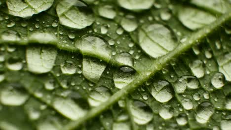 waterproof leaf texture close-up. big water drops. rainproof physics in nature. plant's vessels and sharp needles