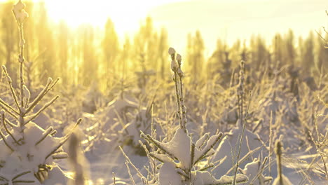 the snow covered caps of pine trees in a bright yellow winter sun