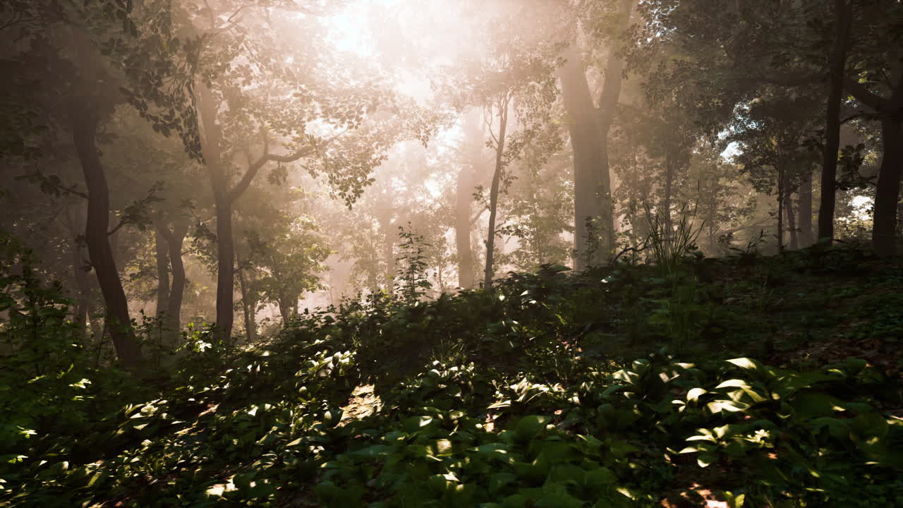 빛이 비치는 안개 숲의 길