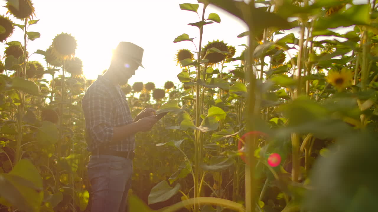 el agricultor utiliza la tecnología moderna en el campo. un hombre con un sombrero entra en un campo de girasoles al atardecer sosteniendo una tableta mira las plantas y presiona la pantalla con los dedos. cámara lenta