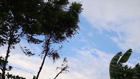 Tree-tops-moving-in-light-breeze-isolated-on-light-blue-sky-with-clouds