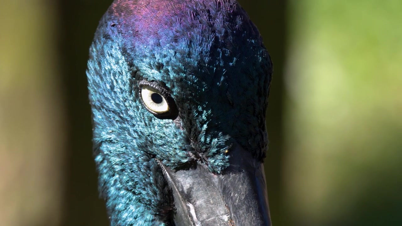 Macro shot of a Jabiru stork's iridescent head feathers and eye in Sancrox, Australia.