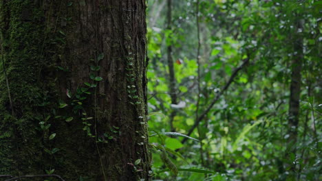 close-up of a tree trunk in a rainforest