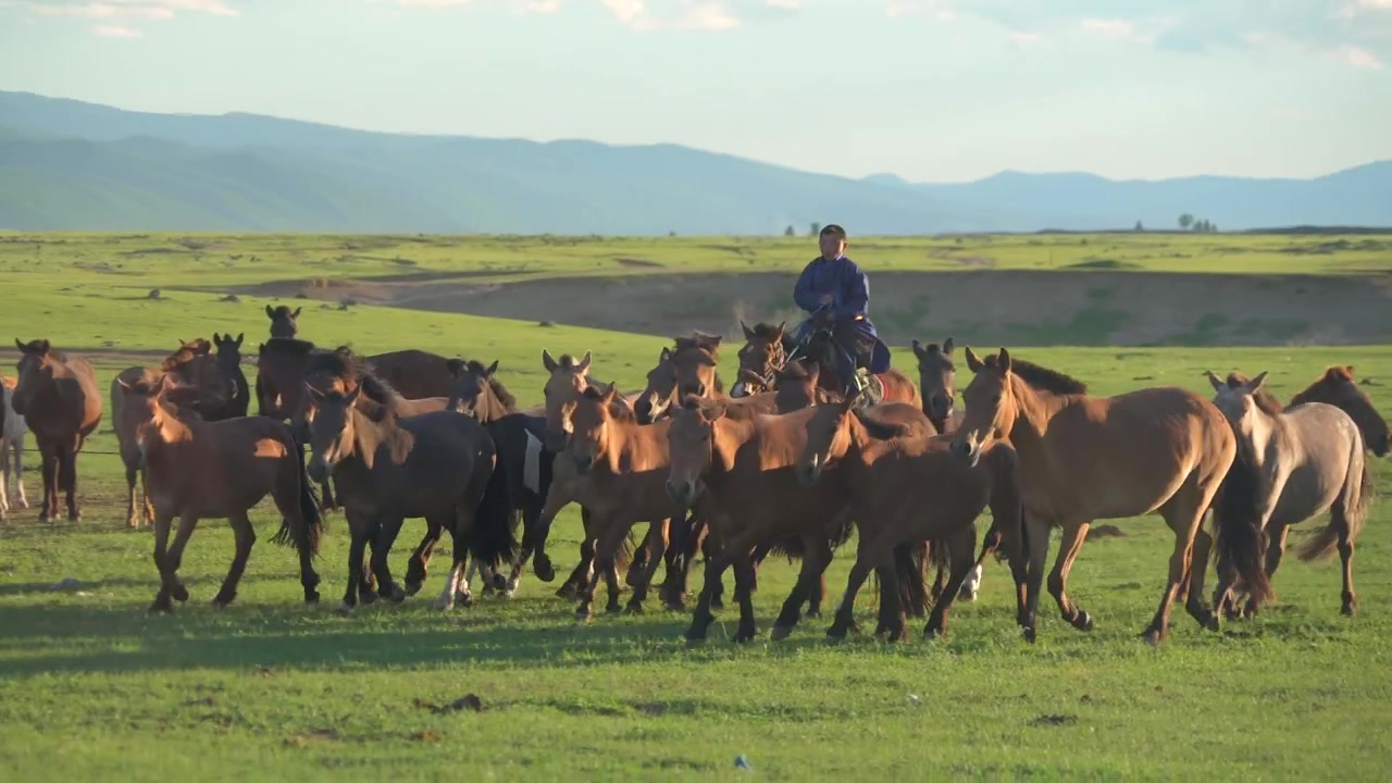 Mongolsk hyrde rider på hest og leder flok over vidtstrakt græsslette.