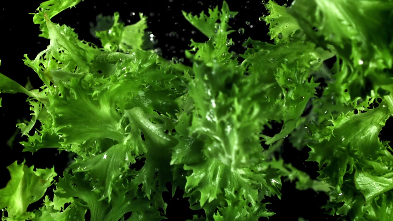 Foglie fresche di lattuga verde con gocce d'acqua che cadono al rallentatore