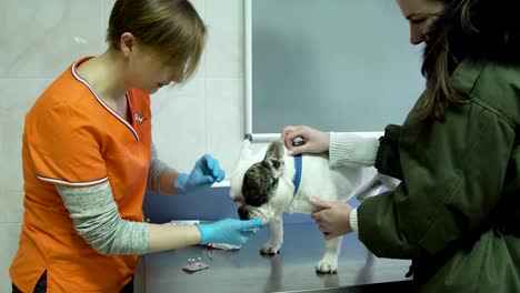 veterinarian ophthalmologist examining eyes of dog