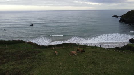 wild cattle cows gazing on green pasture grass at ocean cliff aerial