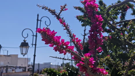 bougainvillea peruviana flower light pink moving with the wind