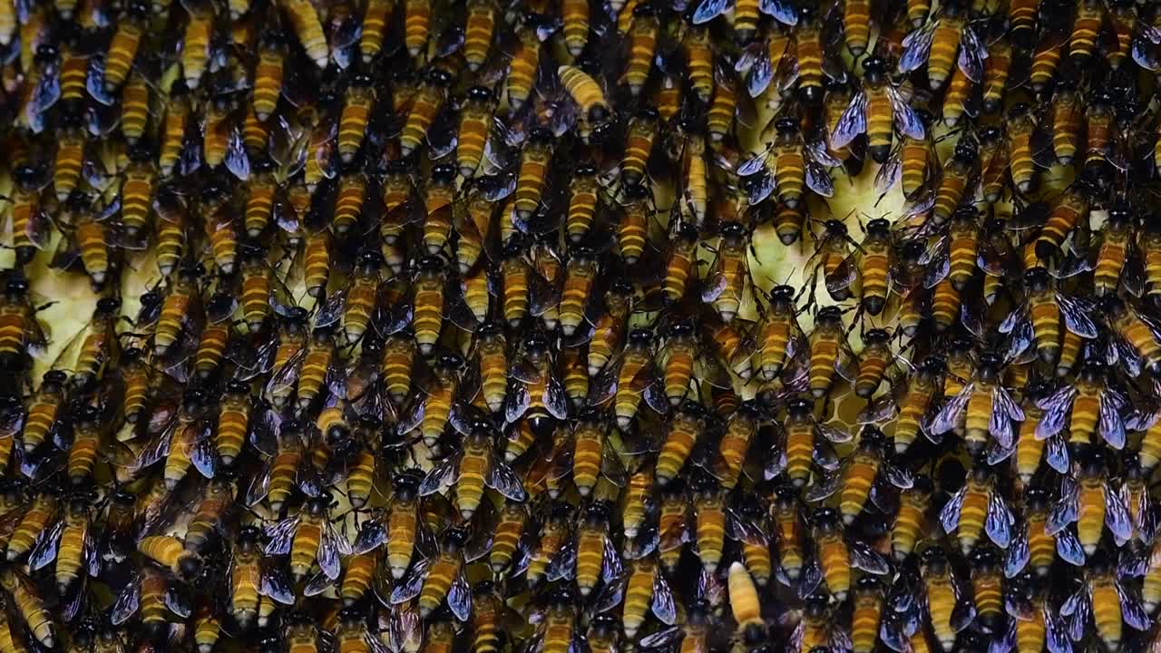 se sabe que las abejas melíferas gigantes construyen grandes colonias de nidos con bolsillos simétricos hechos de cera para almacenar miel como fuente de alimento.