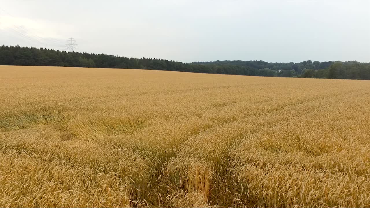 Aerial Drone Shot over a Grain Field at Sunset near the Woods in Germany low on the Wheat Smooth
