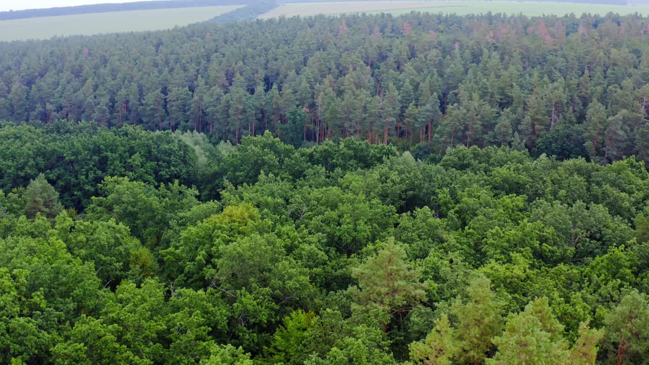Aerial view of forest. Green tree aerial view of forest