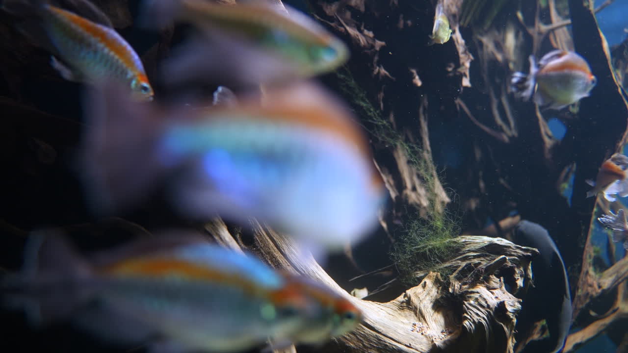 primer plano de la escuela de peces nadando en aguas profundas del acuario - coloridos peces de neón en color plata y naranja