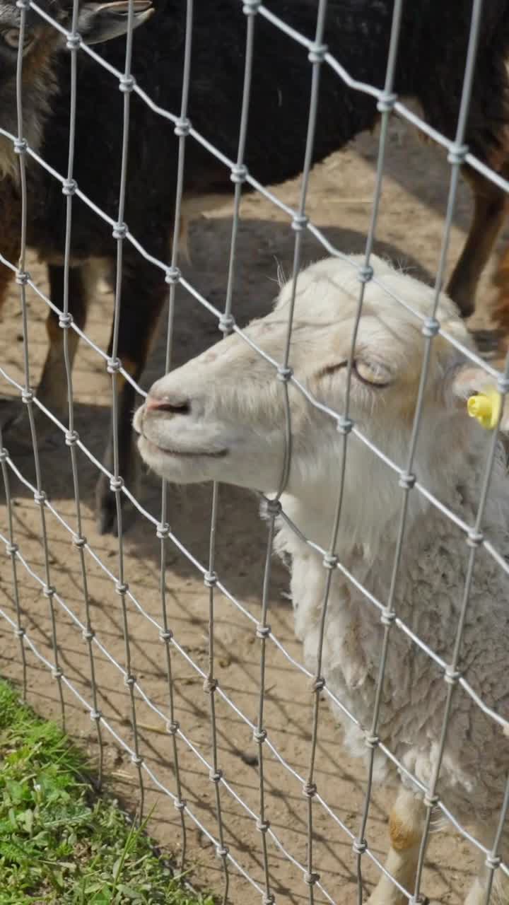 Sheep eating carrots through fence, outdoor petting zoo scene