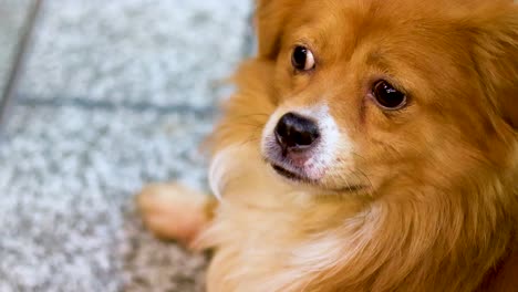 a fluffy dog gazes with curiosity and calm