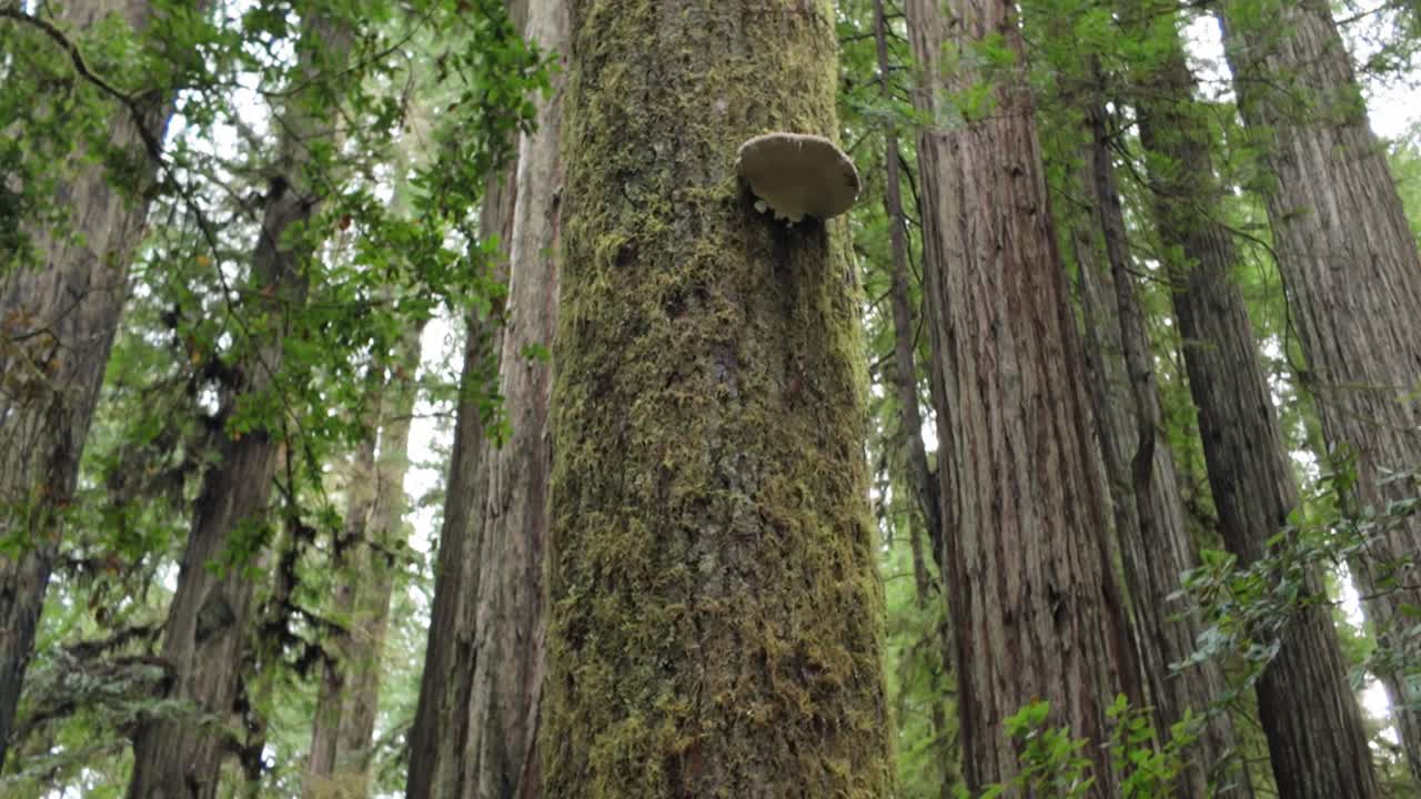 Gimbal close-up and booming up shot of a mushroom growing on a tall tree in Redwoods National Park, California. 4K