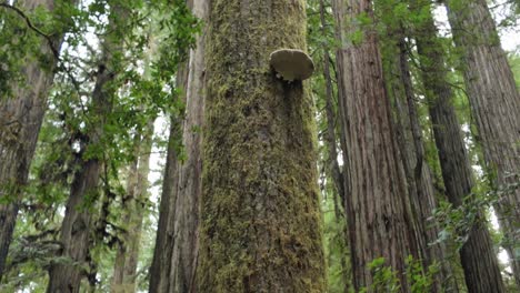 gimbal close-up and booming up shot of a mushroom growing on a tall tree in redwoods national park, california. 4k