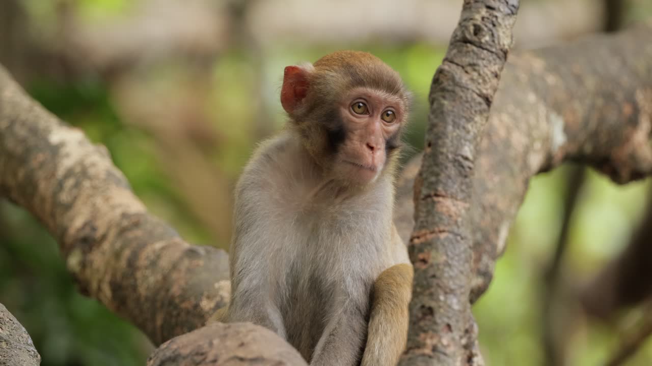 los macacos constituyen un género (macaca) de monos gregarios. los macacos se encuentran en una variedad de hábitats en todo el continente asiático y son altamente adaptables.