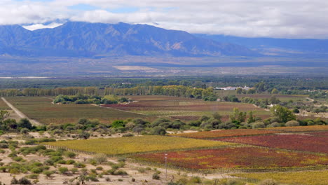 a beautiful vineyard of torrontés grapes thrives in cafayate, salta, argentina, showcasing the region's rich viticultural heritage against the backdrop of stunning andean landscapes