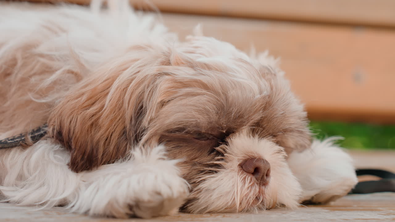 Closeup Of Young Dog On Park Bench, Furry Puppy With Soulful Eyes Resting Peacefully Outdoors, Intimate Portrait Of Young Dog Showcasing Expressive Eyes And Textured Fur In Natural Setting