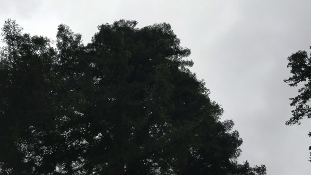 Redwood forest pan up treest in 4k