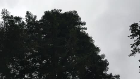 redwood forest pan up treest in 4k
