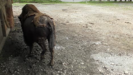 european bison walking at the farm with shed in austria