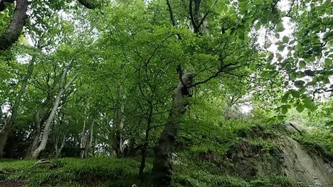 Unique carved wooden sculpture at the base of grassy woodland forest hillside slope, Tilt down shot