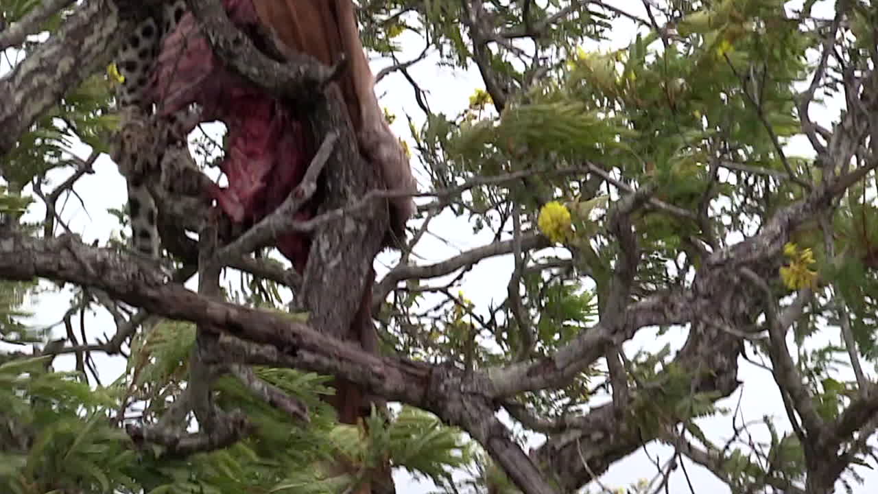 leopardo hambriento comiendo carne con una hiena esperando en el suelo, toma panorámica