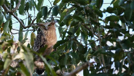 buffy fish owl ketupa ketupu seen from inside the foliage of a tree facing to the right and then looks towards the camera, khao yai national park, thailand